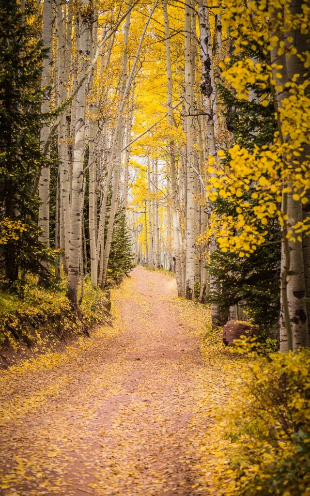 Golden Roads - Toby Harriman