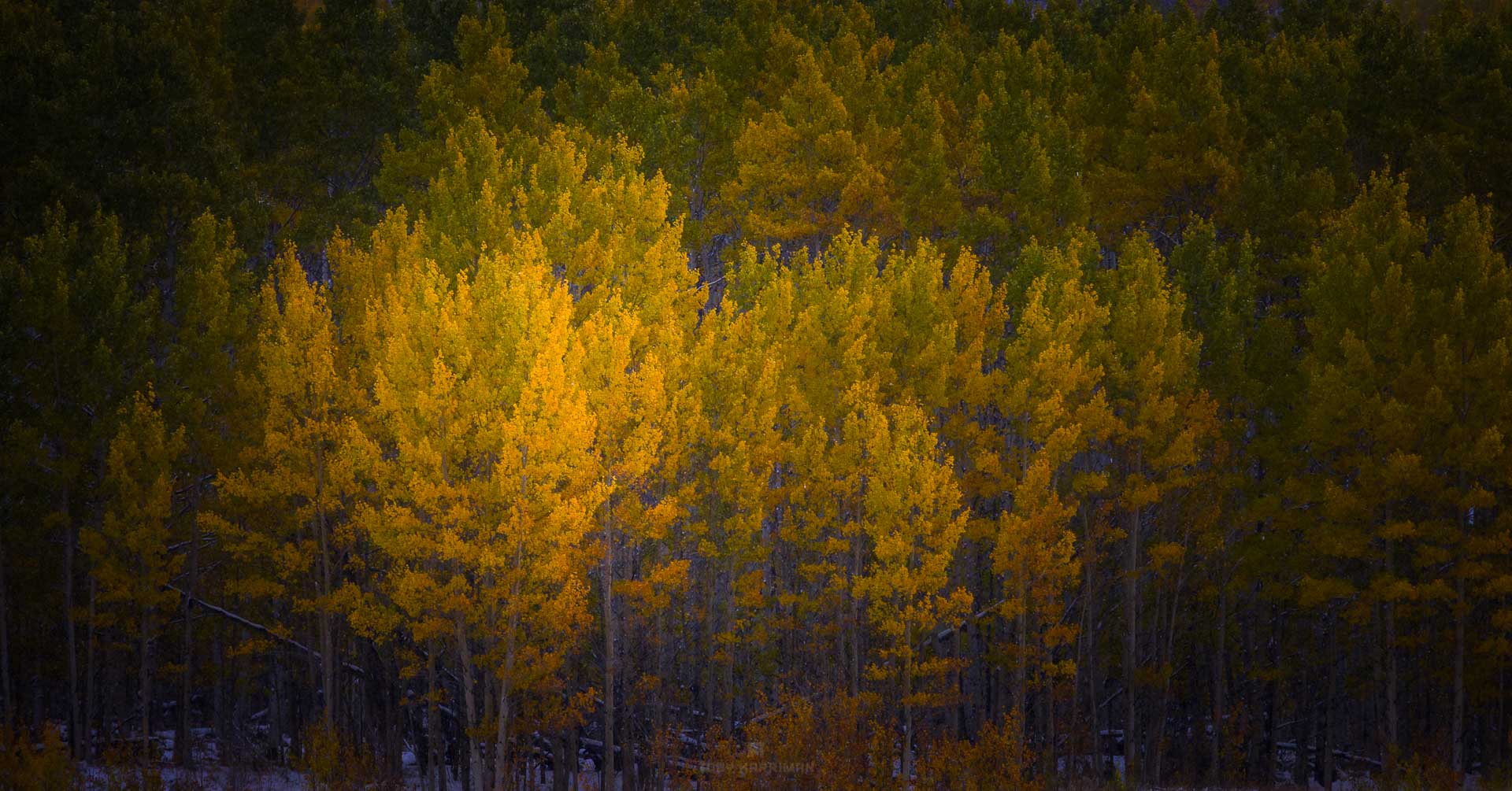 Yellow Toby Harriman