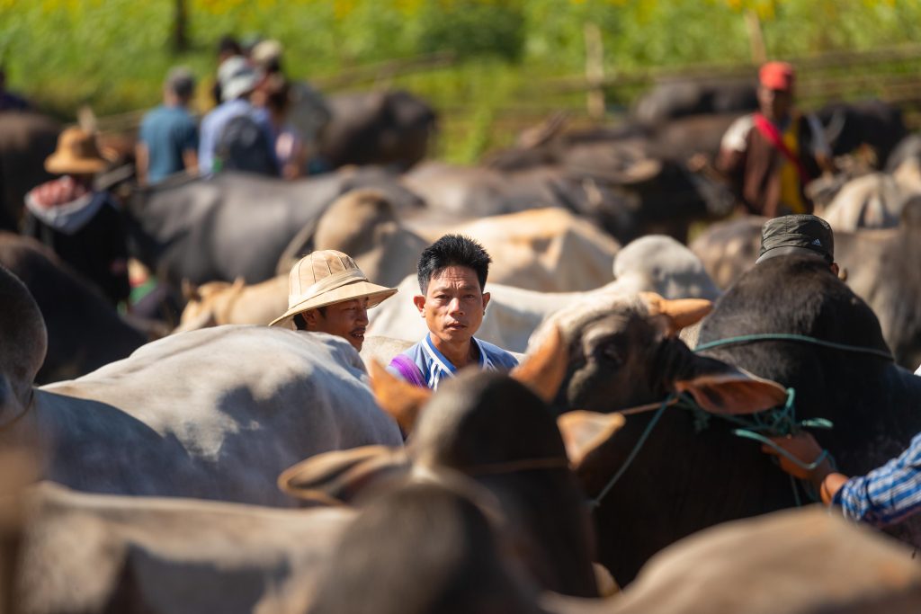 Myanmar Livestock Market